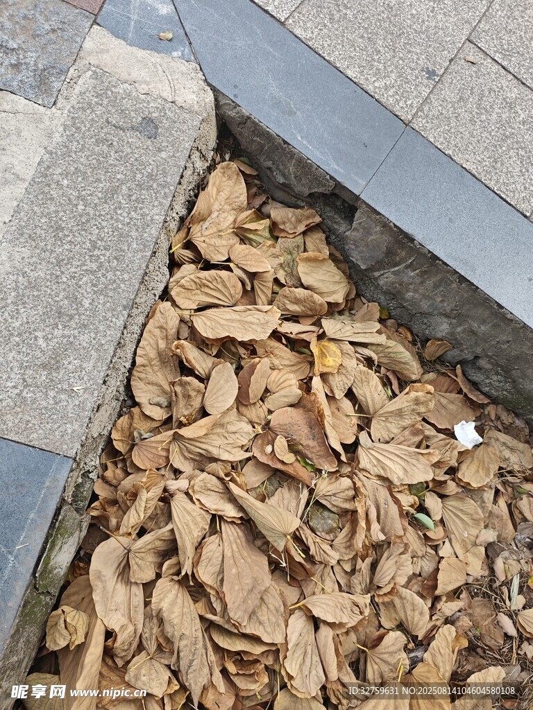 角落堆積的枯黃落葉