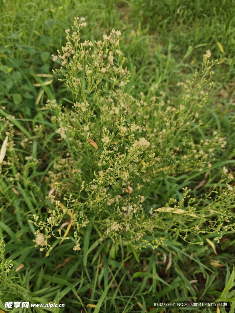 野外叢生的綠色植物