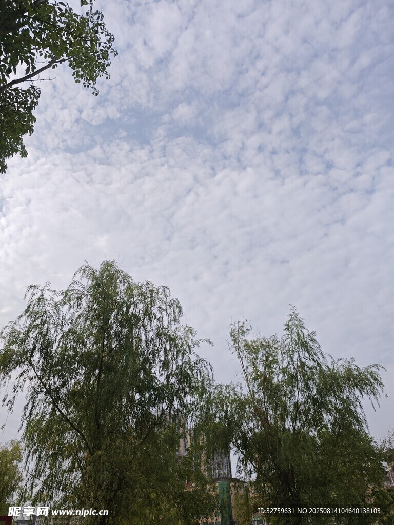 藍(lán)天白云下的蔥郁樹木