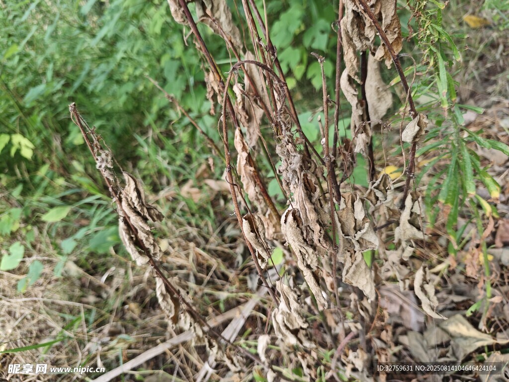 野外叢生的帶紋植物枝干