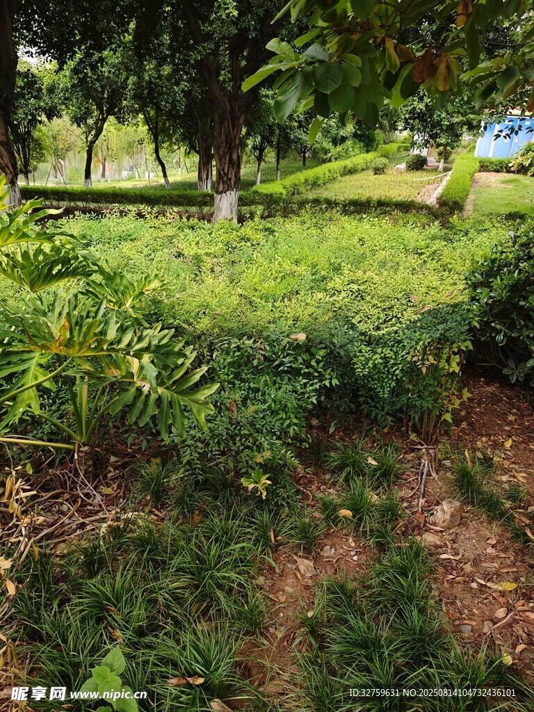 綠意盎然的戶外植物景觀