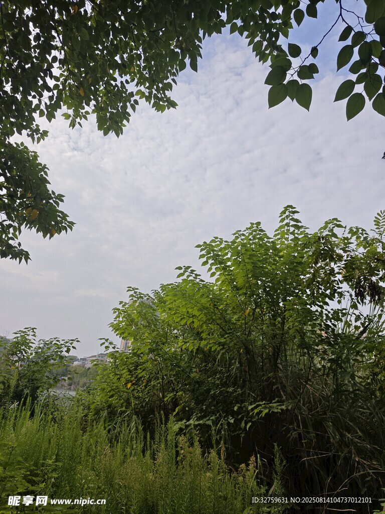 林間綠意