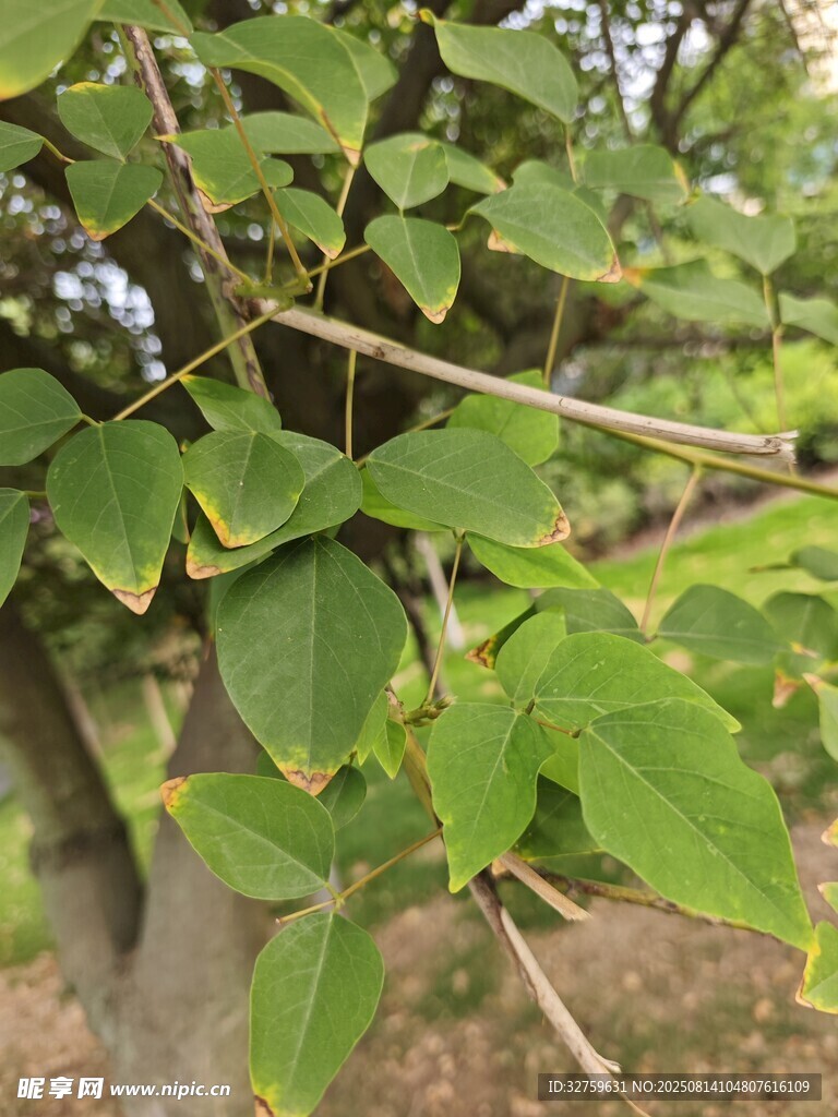綠葉繁茂的樹(shù)枝特寫