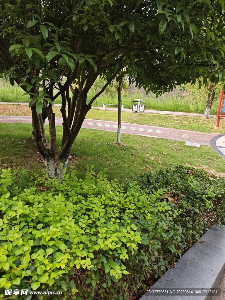 綠意盎然的公園景觀一角