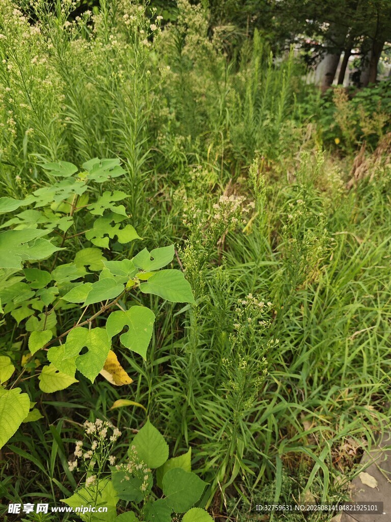 野外繁茂的綠色植物景象