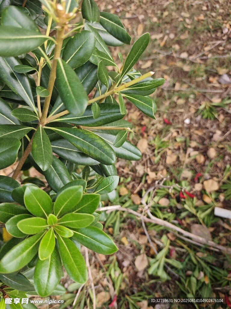 綠葉繁茂的植物特寫