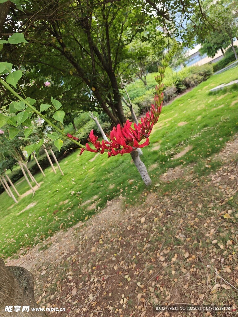 樹下紅色裝置藝術(shù)作品
