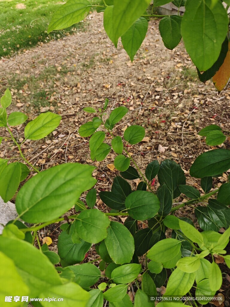 綠葉掩映下的地面景致