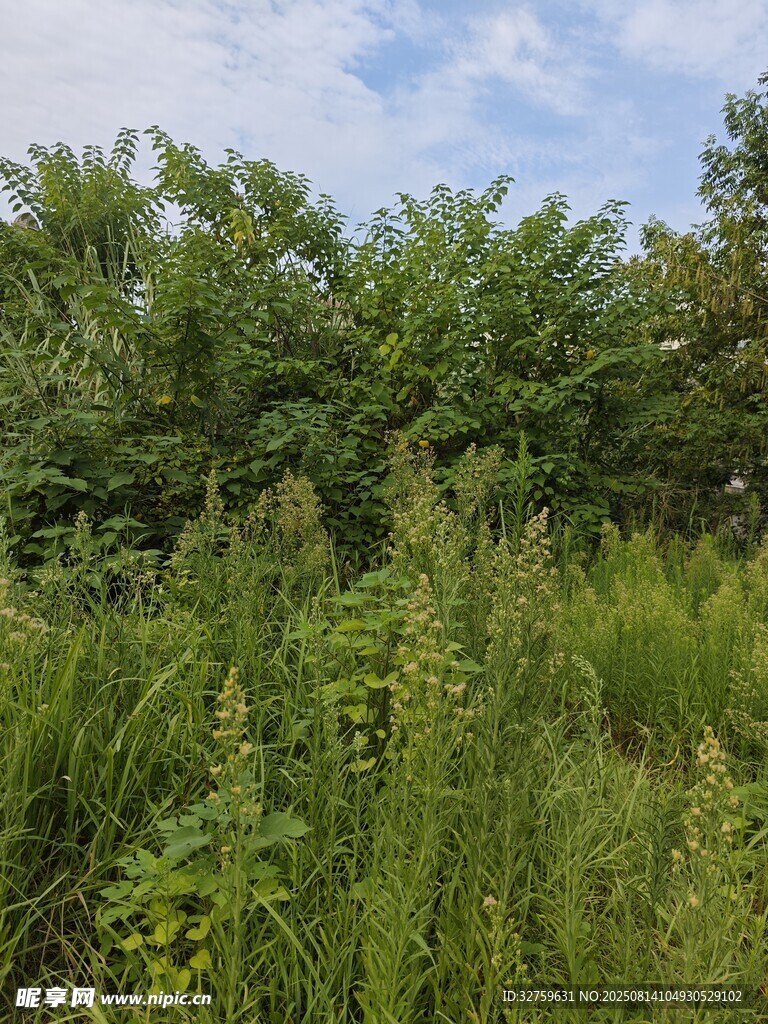野外繁茂綠植景觀
