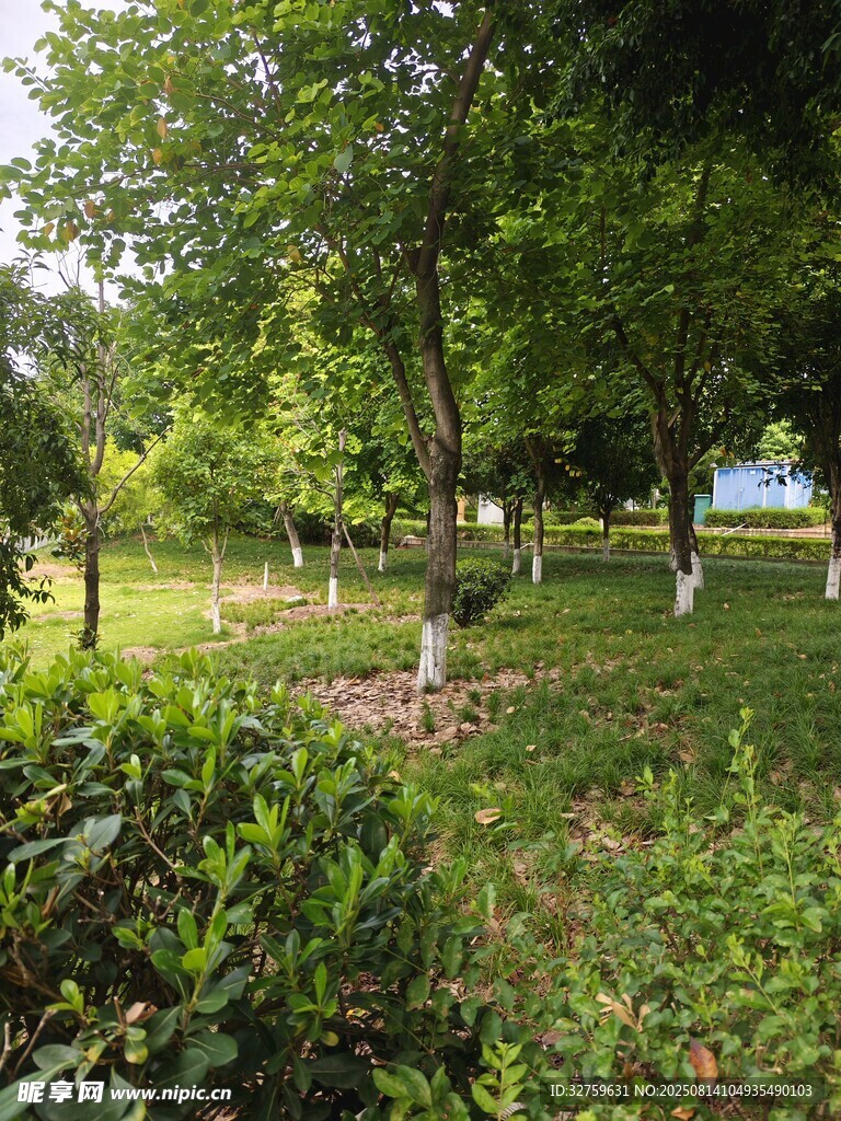 綠意盎然的林間草地