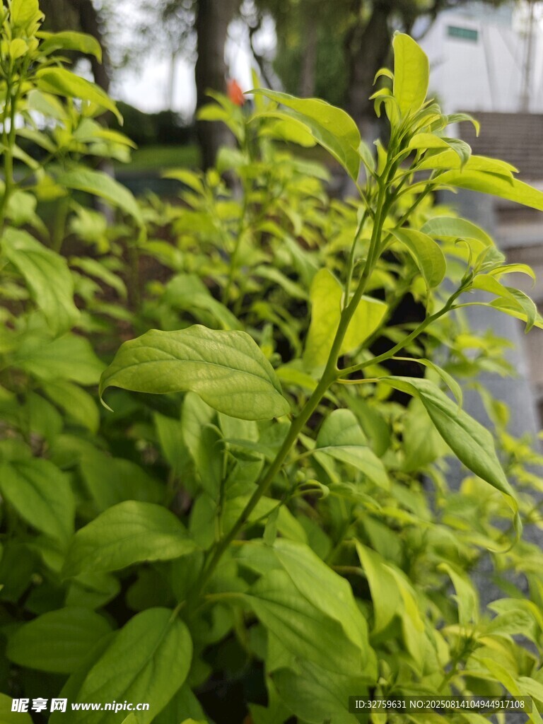 翠綠清新的蓬勃植物