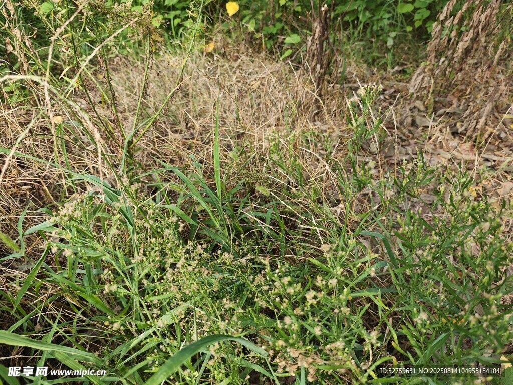 野外叢生雜草景象