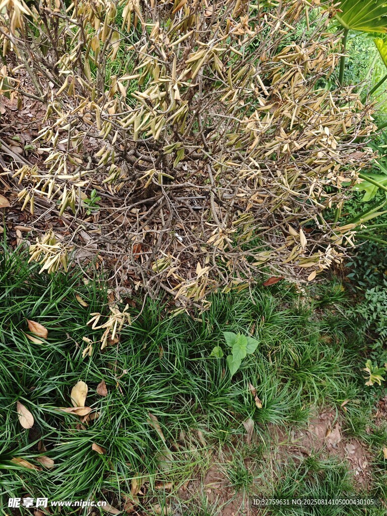 枯黃與翠綠交織的植物景觀