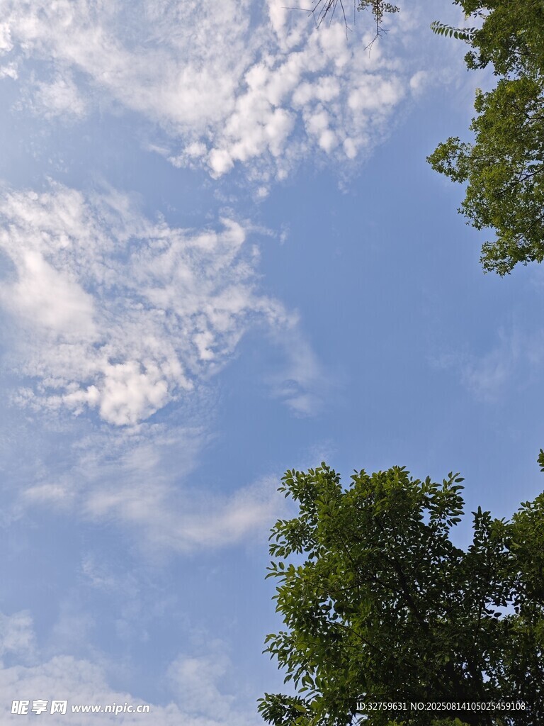 藍(lán)天白云下的綠樹梢