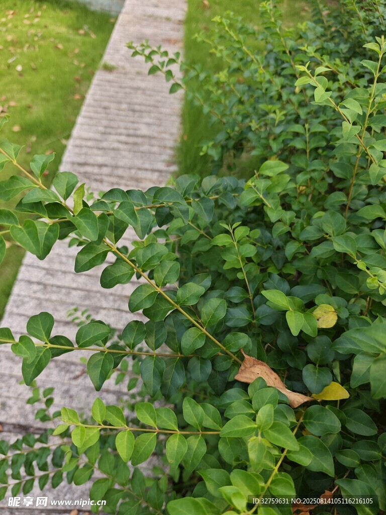 小徑旁綠意盎然的植物