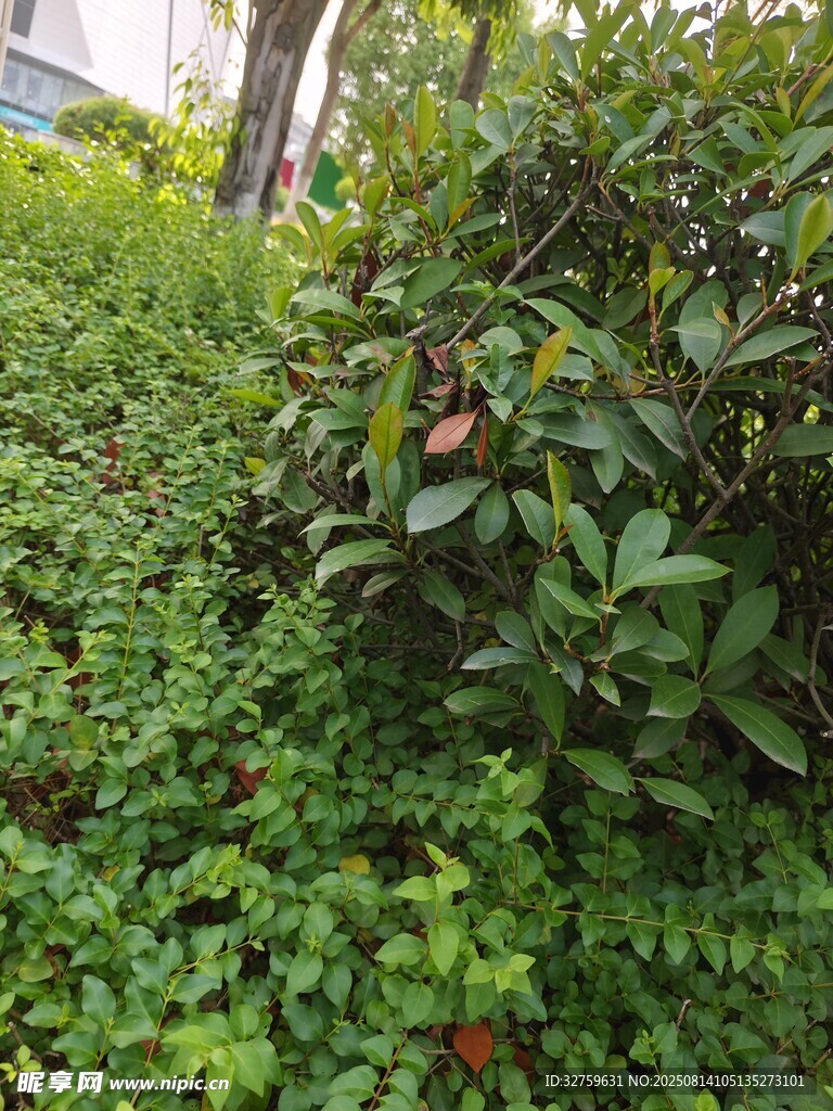 綠意盎然的植物景觀