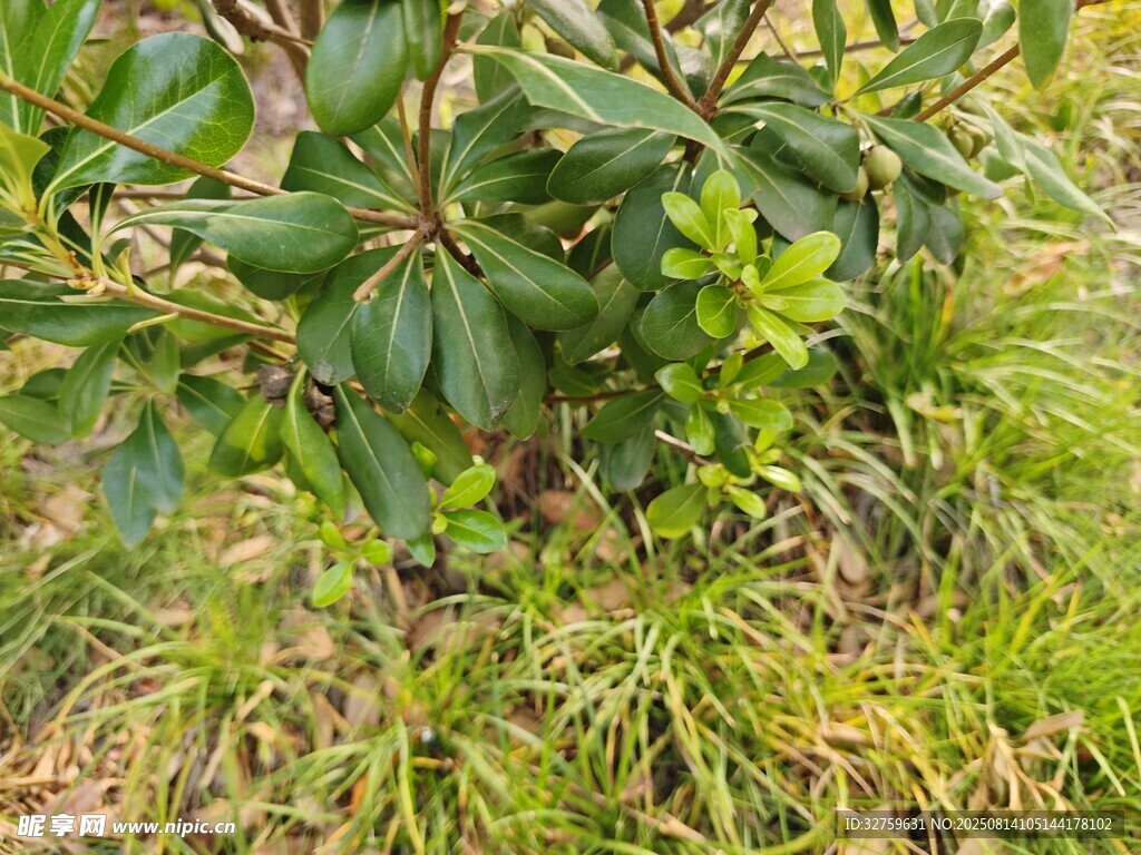 綠葉植物與雜草共生場景