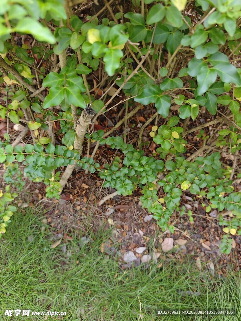 草叢中的隱秘角落