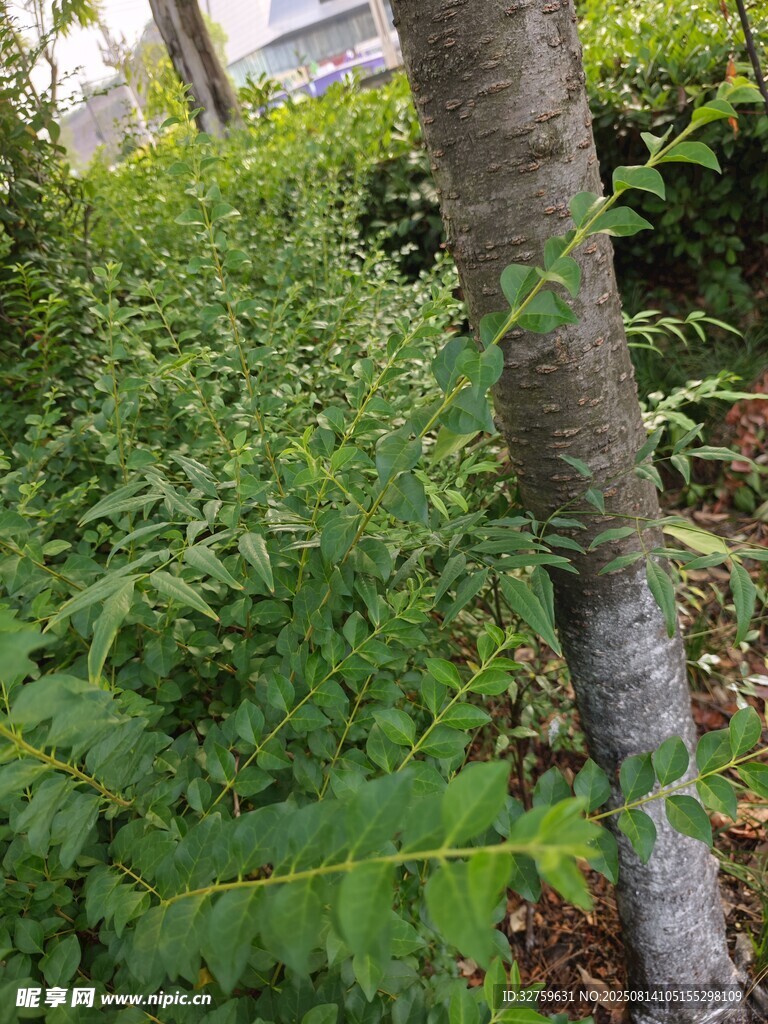 樹下繁茂綠植景觀