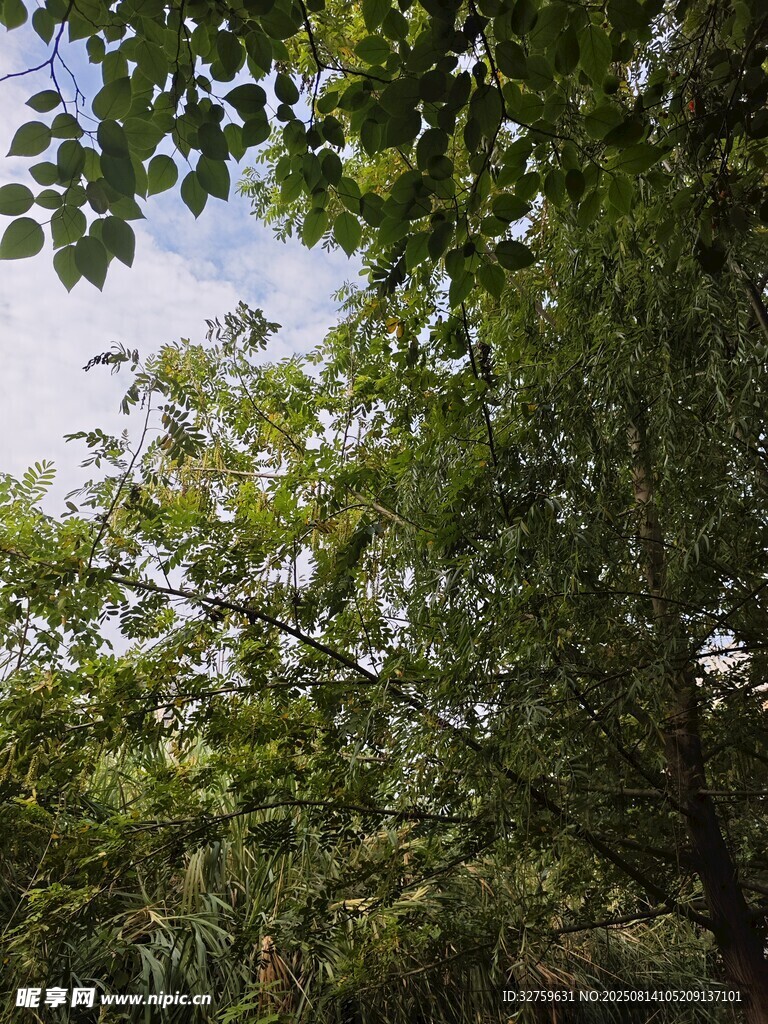 繁茂綠樹間的天空一角