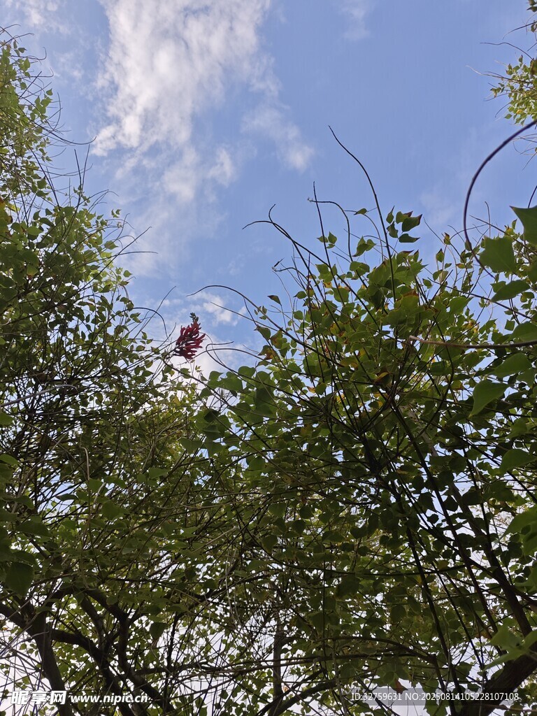 透過枝葉望藍天與飛鳥