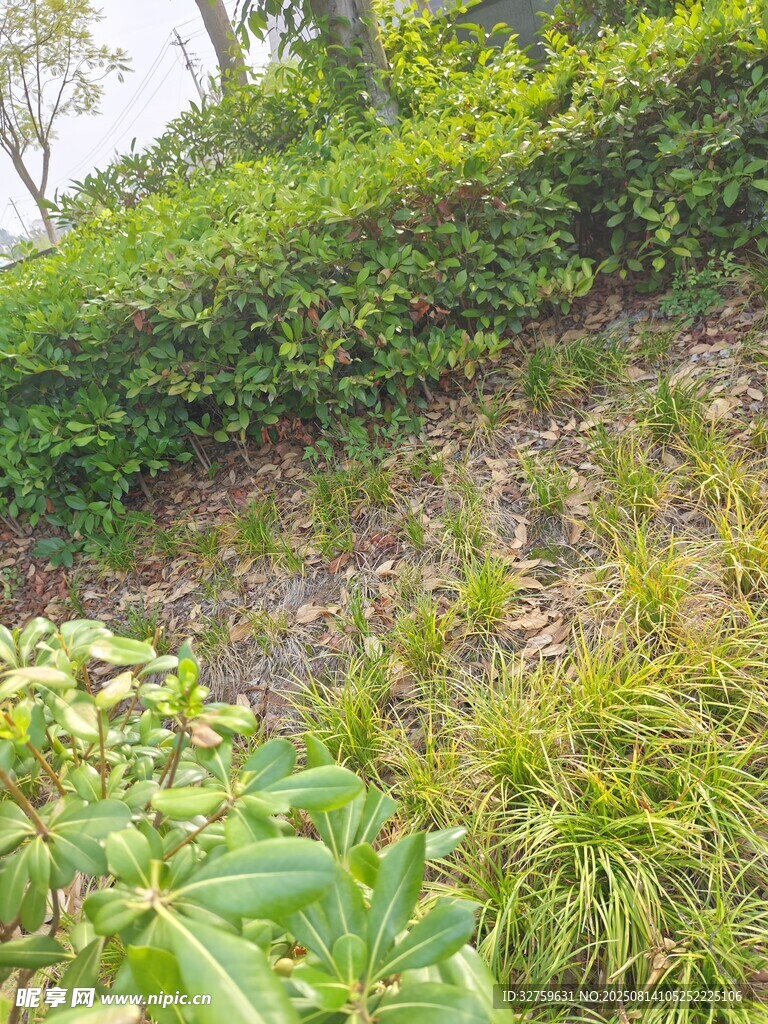 綠意盎然的戶外植物景觀