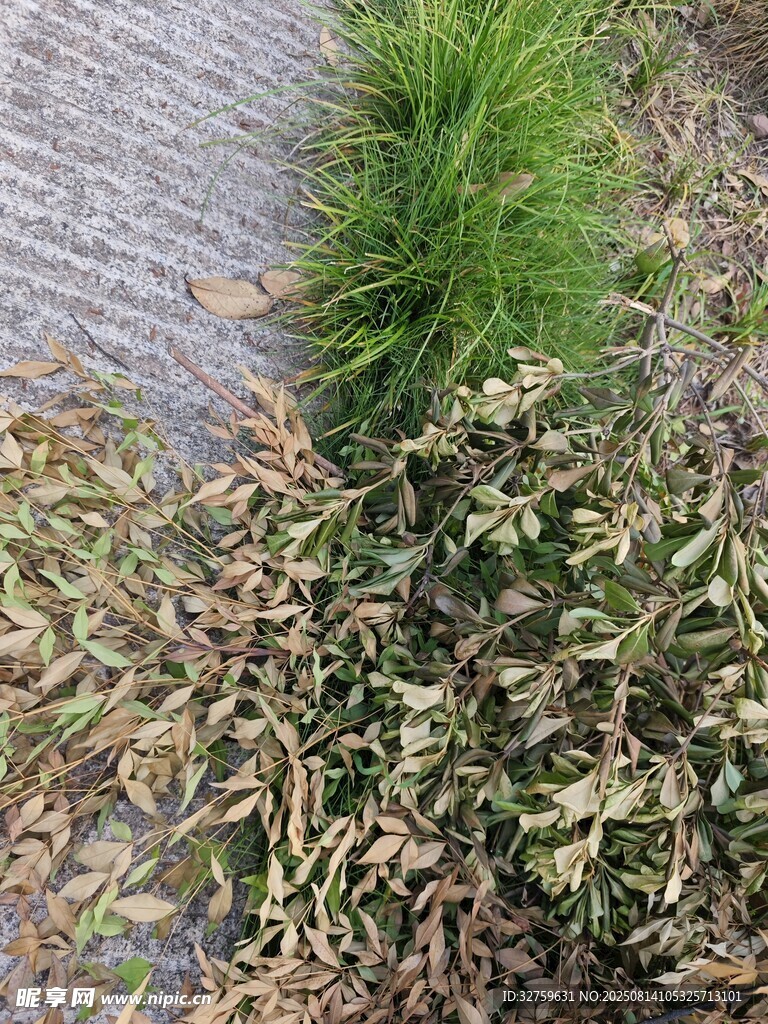 路邊枯萎與茂盛植物對比