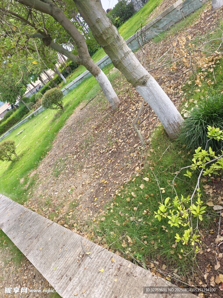 公園小徑旁的綠植景觀
