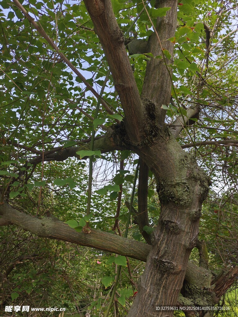 彎曲樹干的茂密樹林