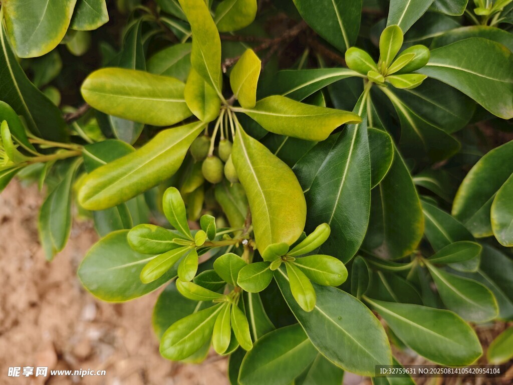 嫩綠枝葉植物特寫