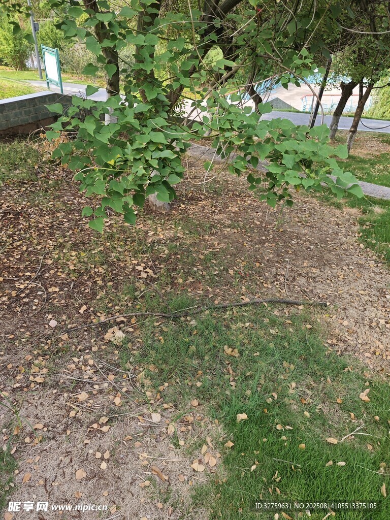 樹下草地景象