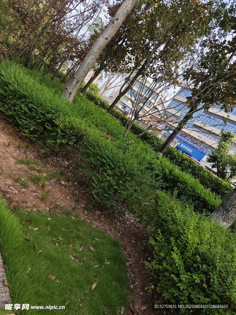 城市綠化帶景觀一角