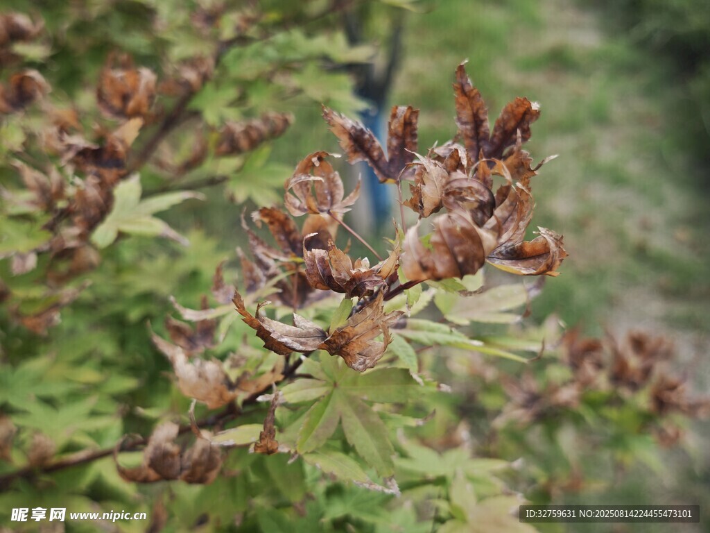 藍蝶停駐于枯萎植物上