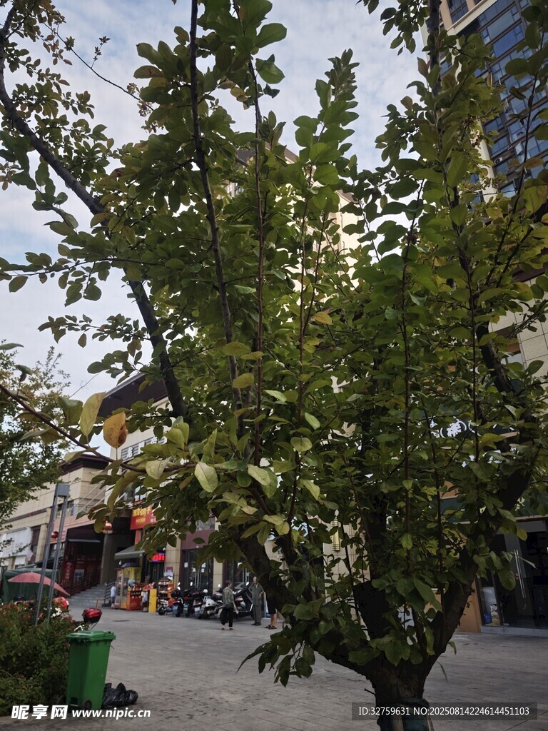 城市街道邊的繁茂綠樹