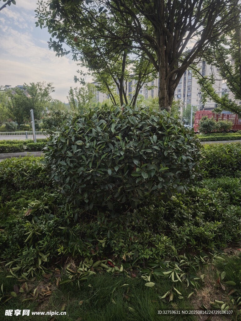 綠意盎然的園林灌木景觀