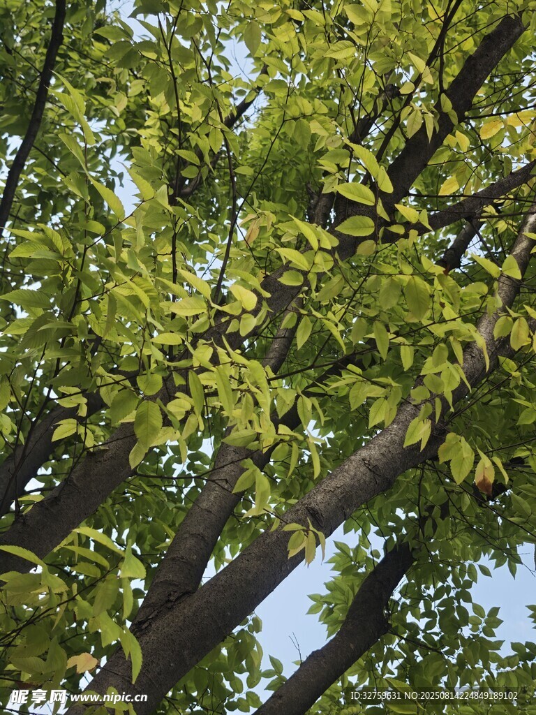 繁茂綠樹(shù)