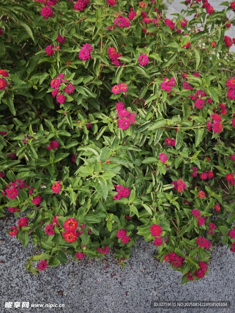 鮮艷花叢綻放生機(jī)