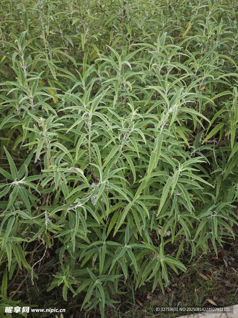 茂密綠植景觀