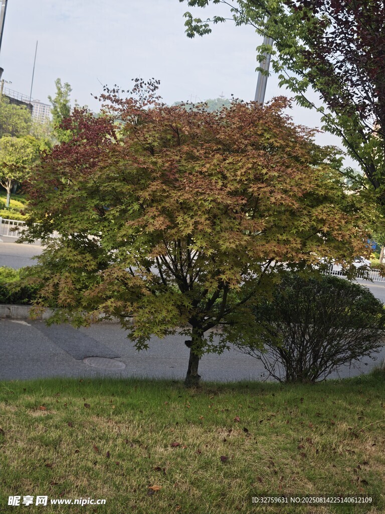 路邊色彩斑斕的樹(shù)木