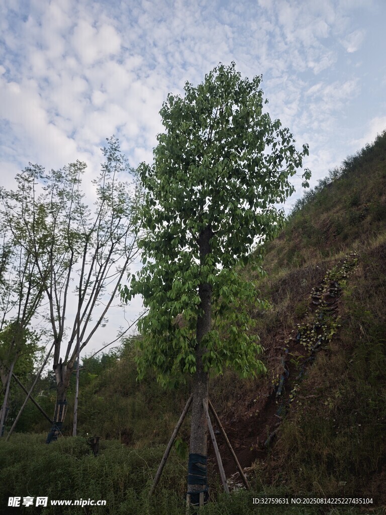 山坡上的綠樹