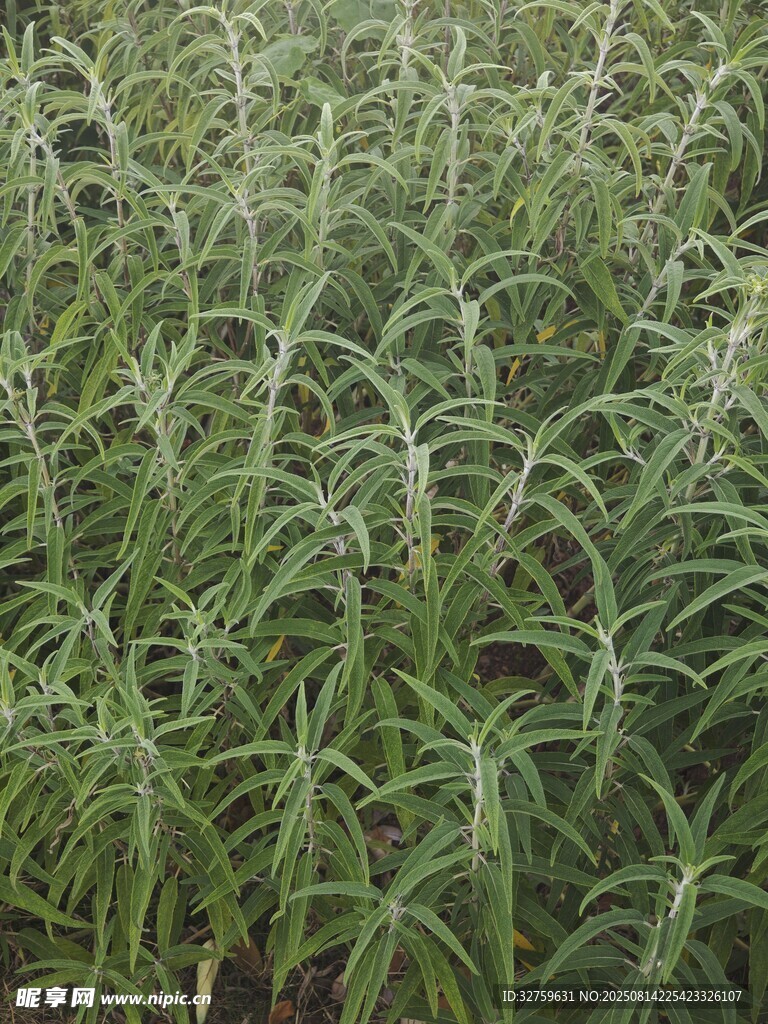 茂密蘆薈種植場景