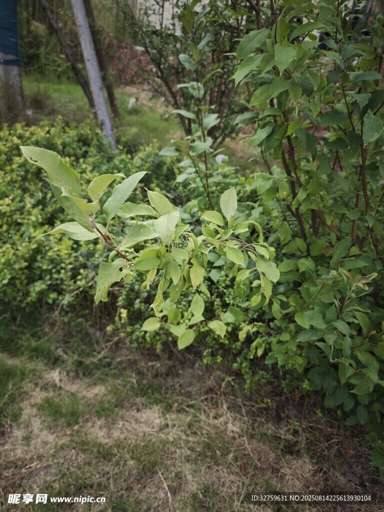 戶外綠意盎然的植物景觀