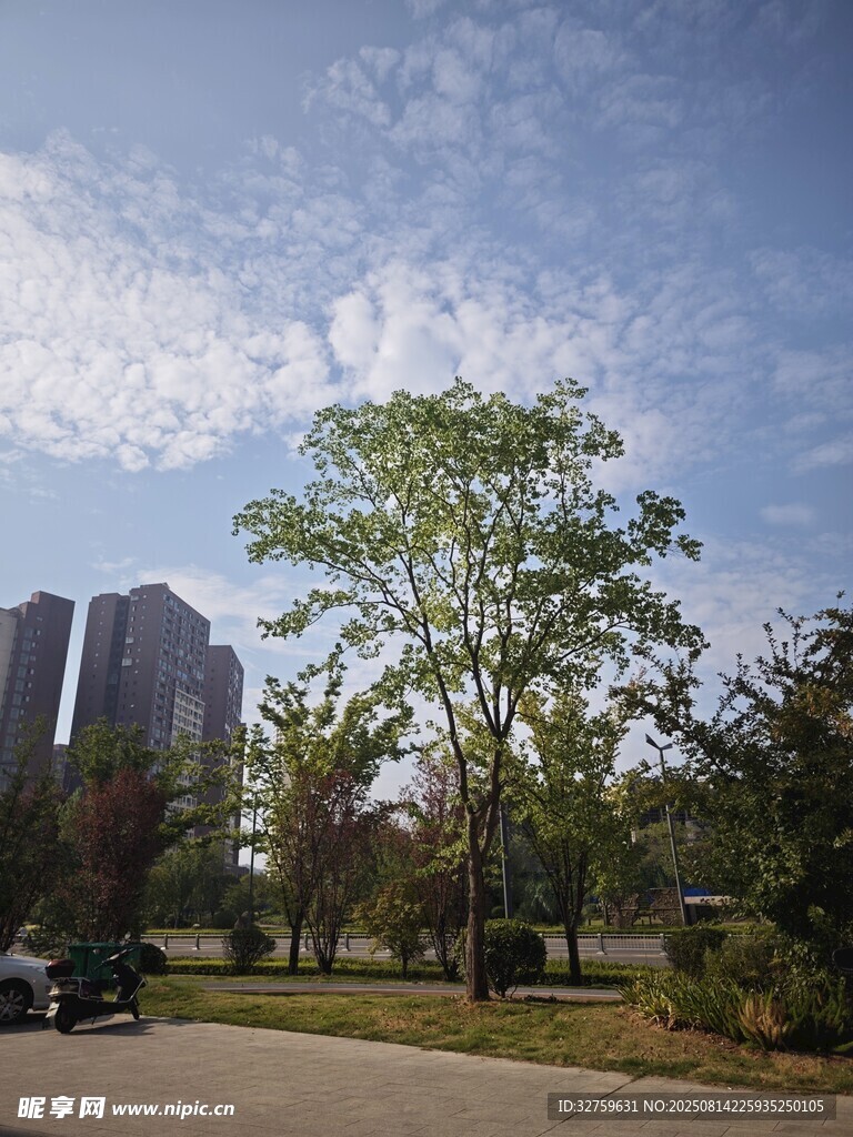 城市公園中的綠樹與建筑
