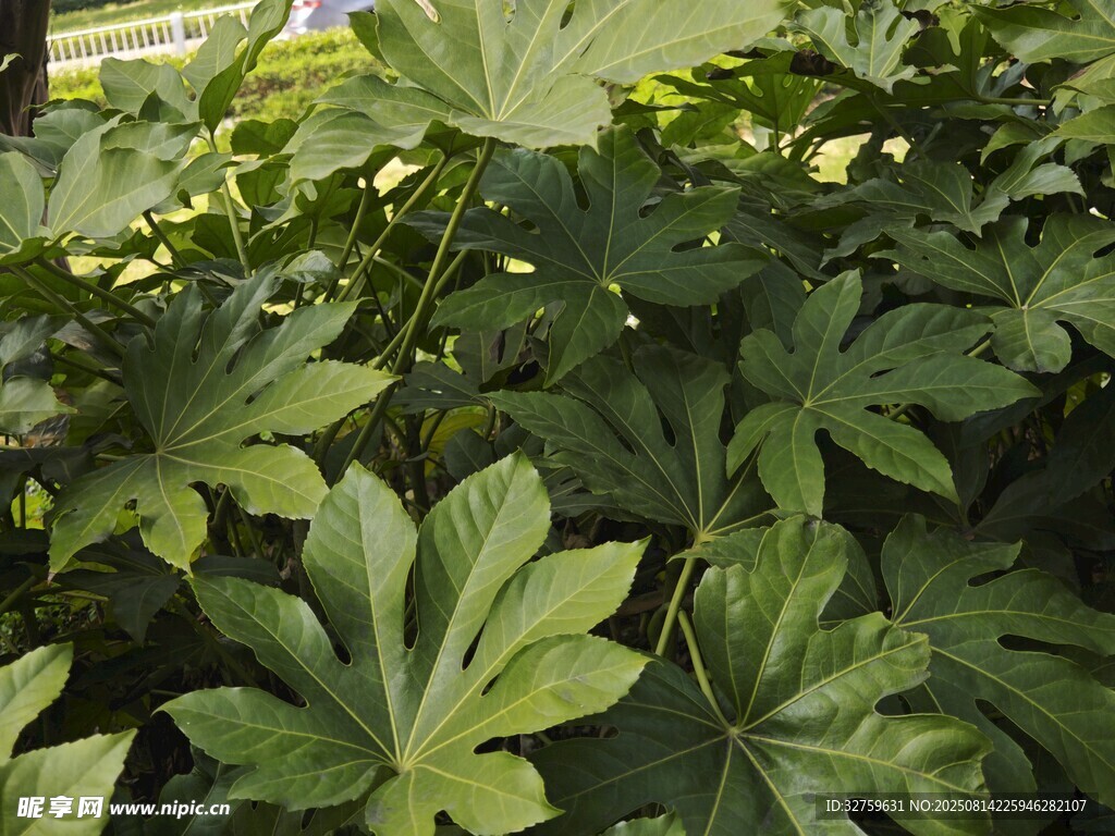 翠綠八角金盤植物特寫