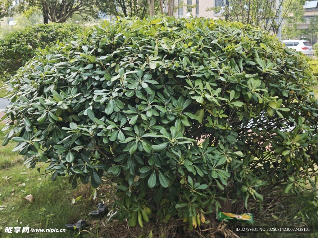 球形綠植特寫