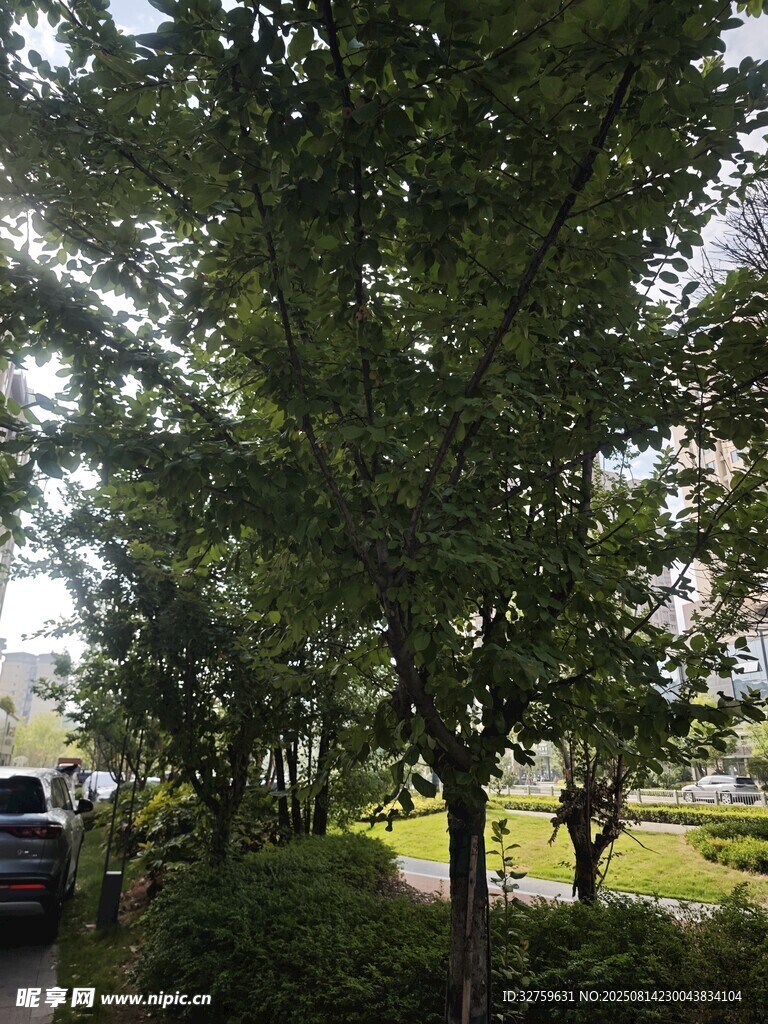 綠樹成蔭的戶外景致