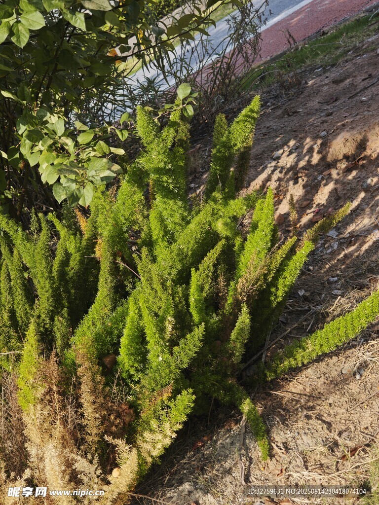 翠綠仙人掌植物特寫