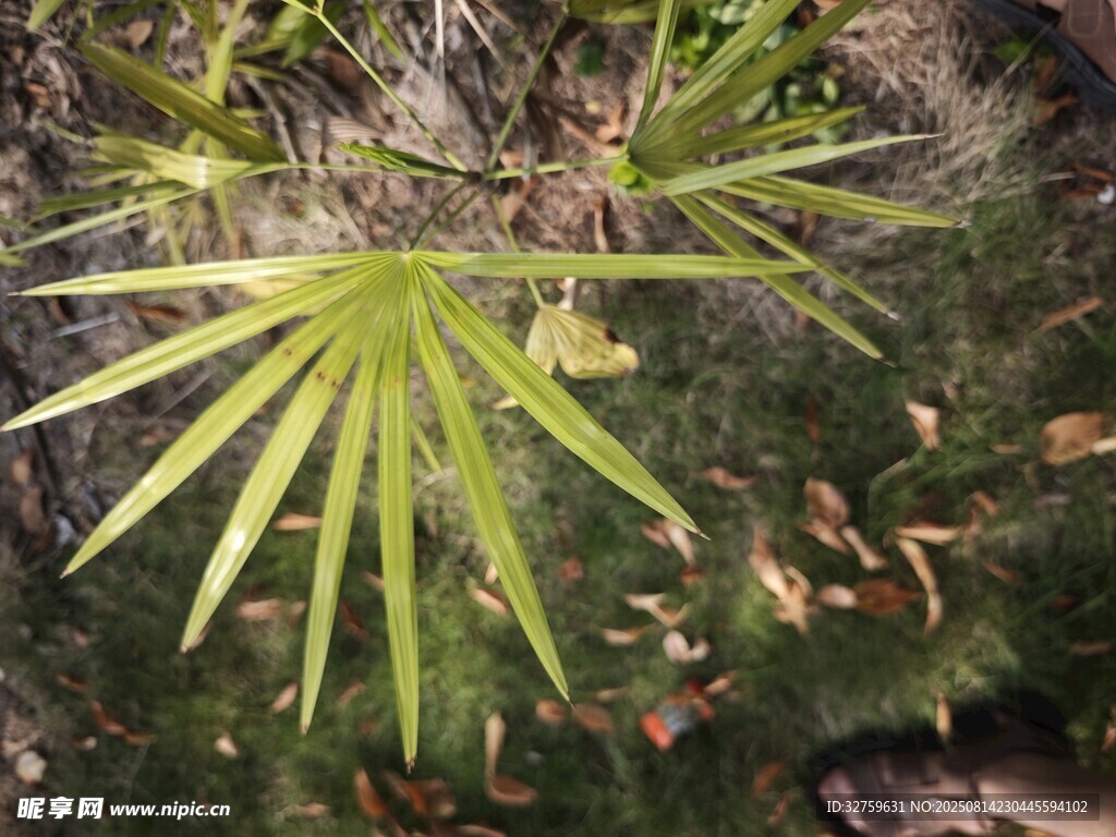 翠綠扇形葉片植物特寫