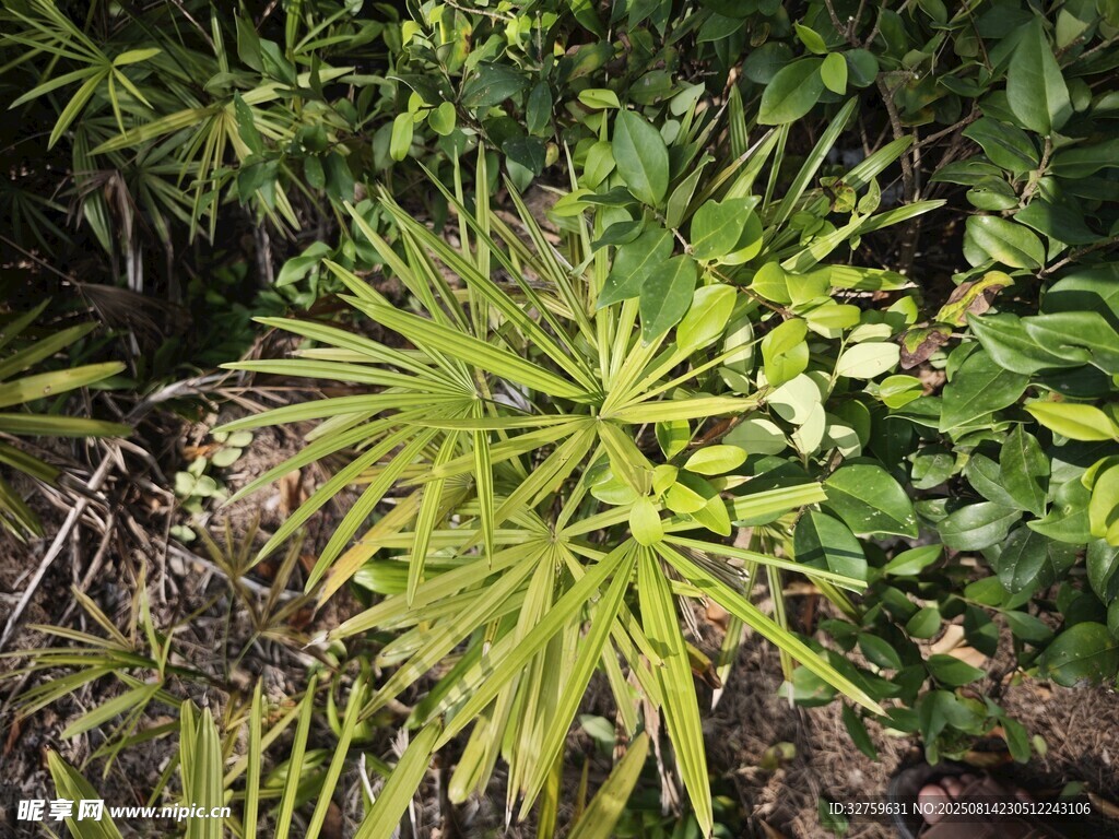 翠綠植物展現(xiàn)自然生機(jī)