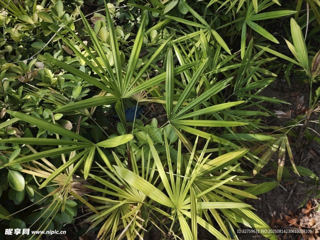 翠綠棕櫚植物特寫(xiě)